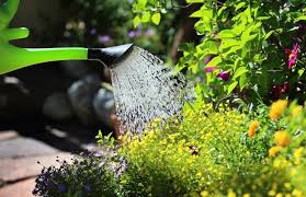 Blumen gießen ist nichts, wofür man studiert haben muss, man sollte sich aber dennoch an ein paar regeln halten, denn nur so erhalten die pflanzen das, was sie brauchen. Versicherung Kommt Jetzt Auch Zum Blumen Giessen Service Als Neues Standbein