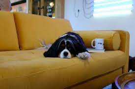 Das Hundesofa 5 Tipps Und Empfehlungen