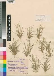 Image result for Afrohybanthus