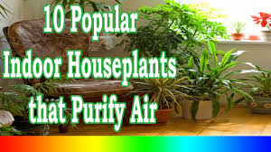 How to select indoor house plants? Best Indoor Plants 10 Popular Indoor Houseplants That Purify Air Youtube