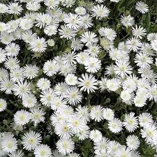 Fast spreading ground cover plants, when planted with complementary flowers and colors, create a mesmerizing display of various textures and hues. 200 Ice Plant White Flower Seeds Under The Sun Seeds Flower Seeds Plants Ice Plant