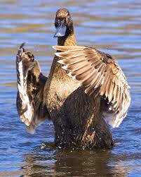 Image result for khaki campbell duck swimming