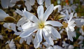 Flowering trees come in a variety of vibrant colors, depending on which type you get and can help attract birds and. Best Trees For Small Spaces In Northeast Ohio Independent Tree