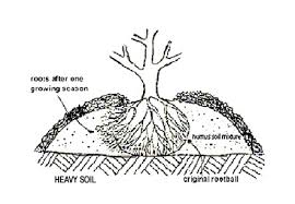 In order to take your cutting, you want to select growth which can be easily once everything has properly established a root structure the following season you can transplant your rhododendron into pots or directly into your. Planting Rhododendrons And Azaleas