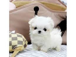 How much a pomeranian puppy costs in india. Teacup Maltese Puppies For Sale New Delhi Dogs For Sale Adopt Buy Sell Kci Certified Puppies Online