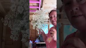 Ammi majus drying