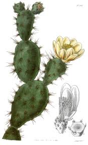 Image result for Phyllanthus caespitosus