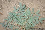 Image result for Aeschynomene glauca