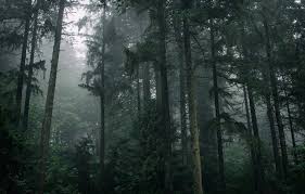 You can download beautiful aesthetic forest images . Wallpaper Forest Trees Nature Fog Images For Desktop Section Priroda Download