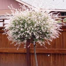 Salix Integra Hakuro Nishiki Tree Dwarf Trees For Landscaping Small Trees For Garden Small Ornamental Trees