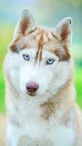 Rafaela Simao Animals Dog Breeds Cute Dogs
