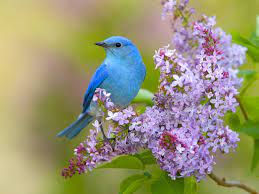 Beautiful flowers beautiful flowers birds beautiful birds birds flowers high definition picture petals flower green leaves bird nature portrait beauty background fresh sky fresh flowers white closeup clouds face macro woman tulips bouquets outside colorful young smile blue sky female lawns. 44 Wallpaper Birds And Flowers On Wallpapersafari