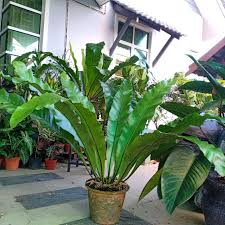 In return the bird's nest fern will give you lots of naturally glossy leaves arranged in a circular pattern which resemble a bird's nest (hence the common name for these houseplants). Bird Nest Fern Langsuir Size Xxl Shopee Malaysia