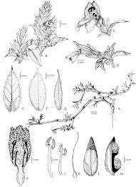 Image result for Lepidagathis randii