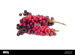 Image result for Antidesma vogelianum