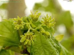 Image result for Sapindaceae