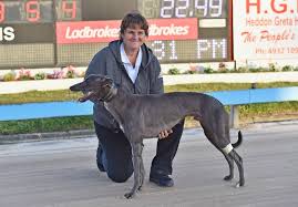Hurst Hopes History Repeats In Maitland Greyhounds Future Stars The Maitland Mercury Maitland Nsw