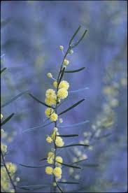 Image result for Acacia montigena