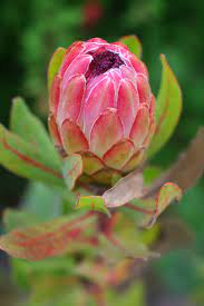 These blooms dry well for arrangements and fresh flowers are prized as cut flowers. 8 South African Flowers For American Gardens Gardenista