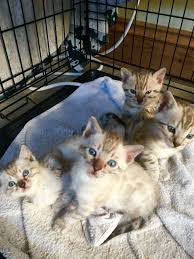 We have bengal kittens available for adoption. Bengal Cats In Colorado Springs