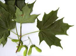 Basic 102 Class 13 Trees Wetcanvas Tree Identification Survival Gardening Michigan Trees