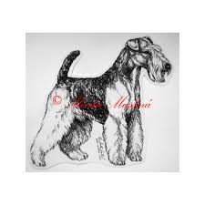 Image result for velšteriér