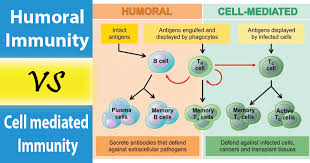 We did not find results for: 20 Differences Between Humoral Immunity And Cell Mediated Immunity