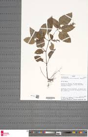 Image result for Anisosepalum alboviolaceum