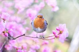 صور عصافير مميزة 2020 In 2020 Robin Bird Bird Spring Birds