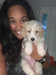 goldendoodle puppy growth and development