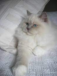 Lilac Mink Ragdoll Cat Breeds Ragdoll Ragdoll Cat Pretty Cats