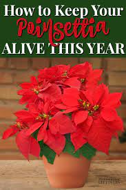 This Is How To Keep Your Poinsettia Plant Alive This Year Use These Gardening Tips To Care For Poinsettias Including Poinsettia Plant Poinsettia Care Plants