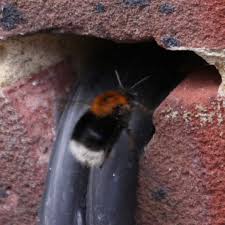 Bumble bees are great pollinators for a number of garden crops and flowers. Tree Bumblebee