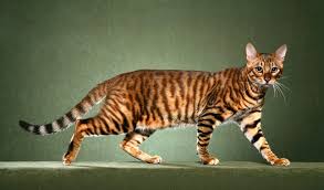 All kittens are priced individually. Toyger Cat Breed Information