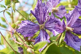 Maybe you would like to learn more about one of these? Waldrebe Tie Dye Clematis Tie Dye Gunstig Online Kaufen