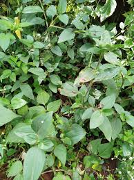 Image result for Albertisia delagoensis