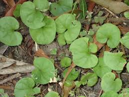 Image result for Dichondra