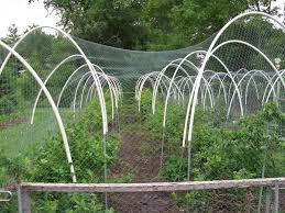 Bird Netting For Blueberries How To Keep Birds From Blueberries Fruit Orchards Forum Gardenweb Blueberry Gardening Garden Trellis Fence Berry Garden