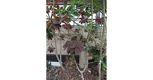 Image result for Synadenium grantii