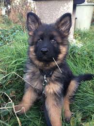 Hide Your Wife Via Aww On December 17 2018 At 10 52am Goruntuler Ile Kopek