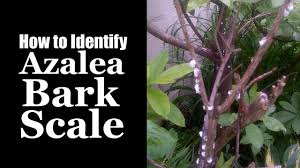 Various scales attack azaleas and rhododendrons, but one of the most common is azalea bark scale (eriococcus azaleae). Azalea Suffering From Azalea Bark Scale Youtube