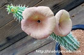 Image result for Hoodia currorii