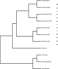 Image result for Anisosepalum