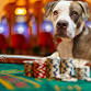 AFH CASINO NIGHT AND SILENT AUCTION 2025 event image