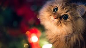 We did not find results for: Cute Laptop Wallpapers Group 68