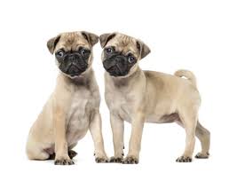 Our pug puppies for sale are sure to bring joy, cheer, and laughter into your home! The True Cost Of Pug Puppies Adult Dogs With Calculator Petbudget Pet Costs Saving Tips