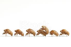 They are in the suborder auchenorrhyncha. Cicada Shell Stock Photos Freeimages Com