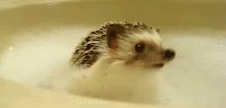 Cute hedgehog taking a stroll. And A Hedgehog Taking A Bath Is The Cutest Thing Known To Man Cute Animals Cute Animal Videos Kittens Cutest