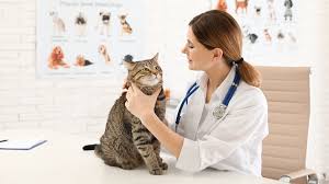 Pet Annual Wellness Exams: Early Detection Tips and Expectations - Los  Angeles Times