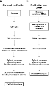 Flow Chart Of O Antigen Purification Process Starting From